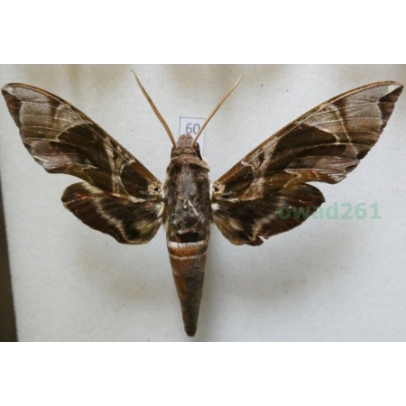 Daphnis hypothous (Cramer, 1780) Philipines 85mm60